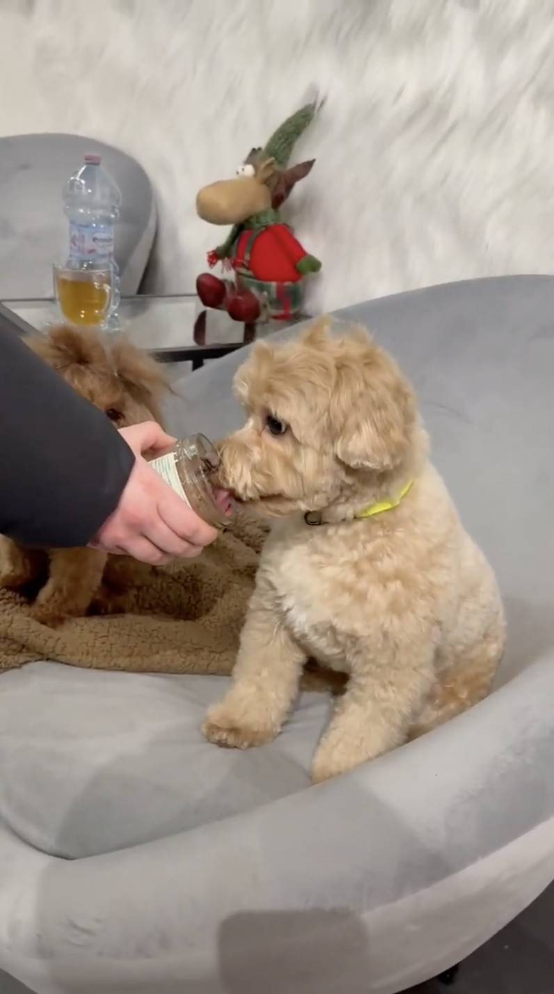 Small dog licking fresh dog food from a jar
