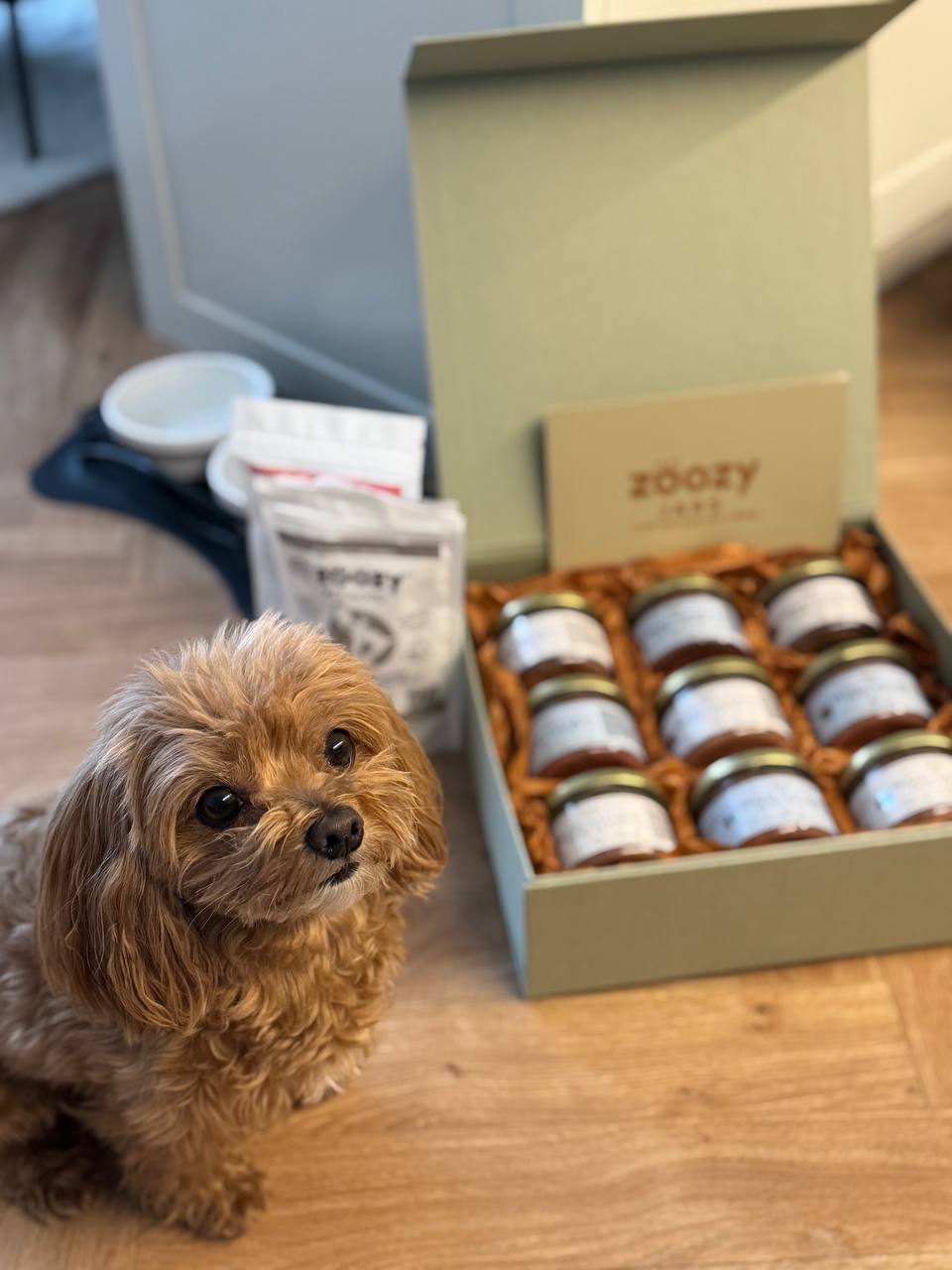 Maltipoo sitting next to an open Zoozy box with jars