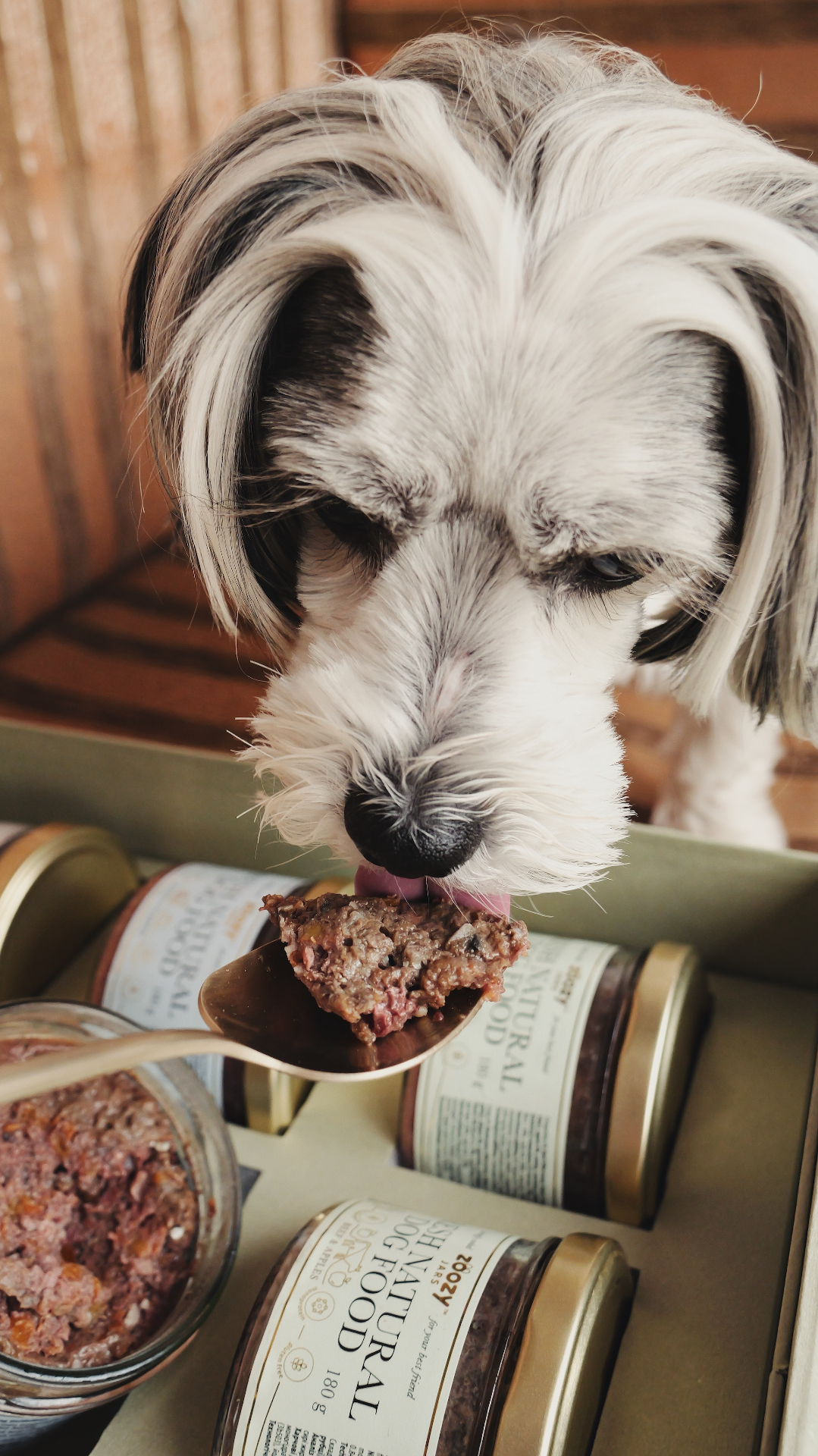 Schnauzer eagerly eating fresh dog food up close