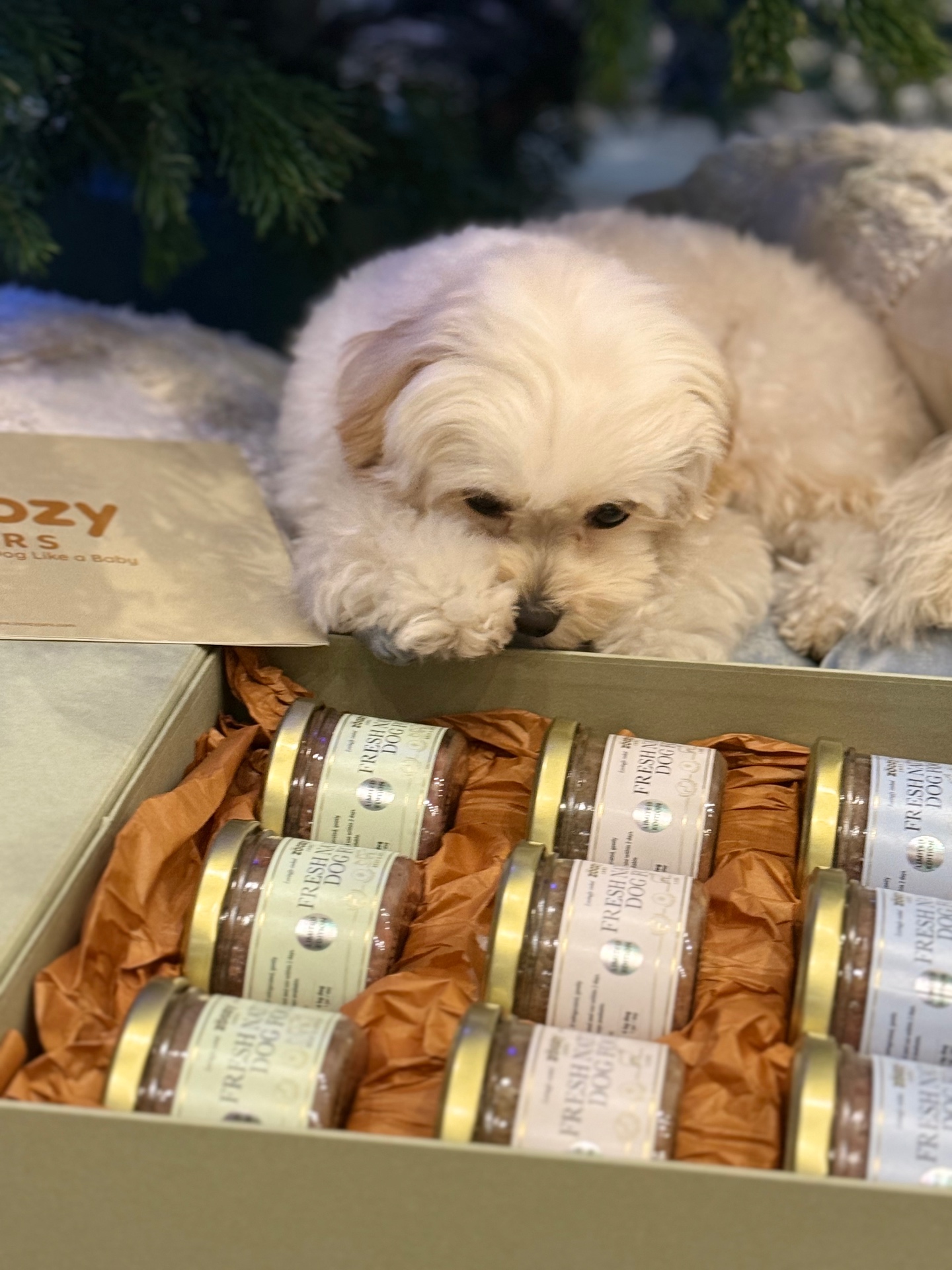 White fluffy dog watching jars in an open box